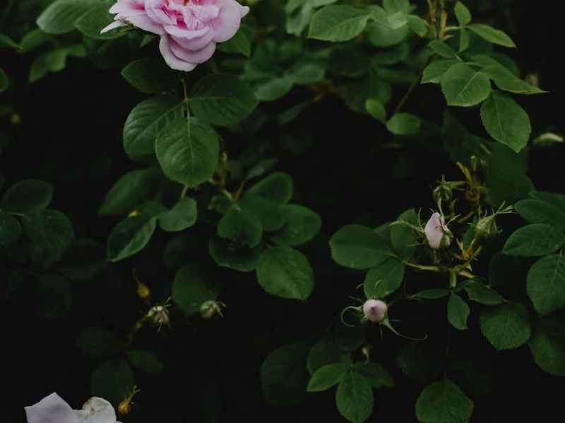 Fawning for Flora | Madi&nbsp;Altman